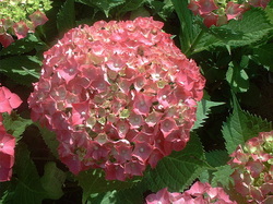 Pink Hydrangea